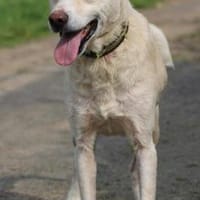 Siriu - zutraulich u. aufgeweckt, Hund zur Adoption