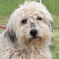 Camie - verschmuste, goldige Hündin, Hündin zur Adoption