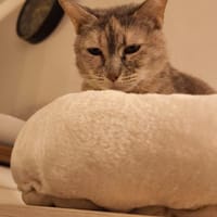 Bura und Pigi suchen gemeinsam, Katze zur Adoption