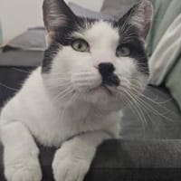Hamlet sucht ein kuscheliges Körbchen, Kater zur Adoption