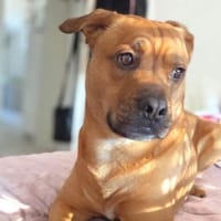Smokey - ist kinderlieb&anfängergeeignet, Hund zur Adoption