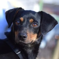 Lina - vorsichtig & verschmust, Hündin zur Adoption