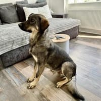 Gibst du dem schönen Matteo eine Chance?, Hund zur Adoption