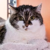 Lucy, Katze zur Adoption