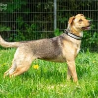Faith, Hündin zur Adoption