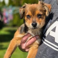 Milo - kleiner Sonnenschein 🍀, Hund zur Adoption