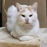 Großer Bär Guliver, Kater zur Adoption