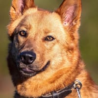 Raya - hat Potential zur Hundesportlerin, Hündin zur Adoption