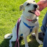 Billie, auf PS, sucht ein Zuhause, Hündin zur Adoption