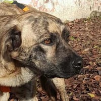 Simba - braucht noch etwas Führung, Hund zur Adoption