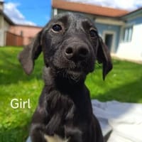 ELLA - kleines, zartes Hundemädchen, Hündin zur Adoption