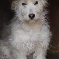 Saria - goldige Junghündin, Hündin zur Adoption