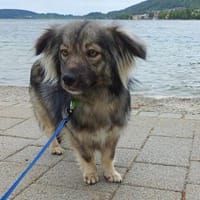 TAMI sucht liebevolles Zuhause, Hündin zur Adoption