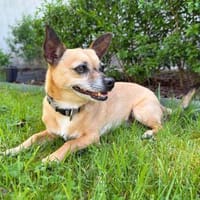 Toffy - ist anhänglich, Hündin zur Adoption