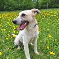 Berta - Zuhause gesucht, Hund zur Adoption