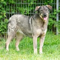 Etienne, Hündin zur Adoption
