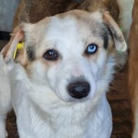 TARA-wunderschöne,bezaubernde Hündin, Hündin zur Adoption