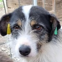 FLORENCE-bezaubernde,hübsche Hündin, Hündin zur Adoption