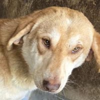 GHANDI-hübscher, liebevoller Rüde, Hund zur Adoption