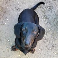 Timber°  46514 Schermbeck, Hund zur Adoption