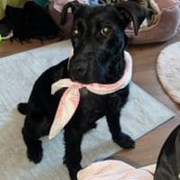 Freundliche Amber, Hündin zur Adoption