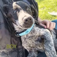 Herzensbrecher Frodo sucht Lebensplatz, Hund zur Adoption