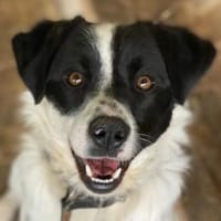 Skittles, geb. 12/2023,  21244 Buchholz, Hund zur Adoption