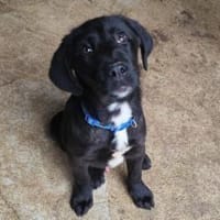 Borgo, Hund zur Adoption