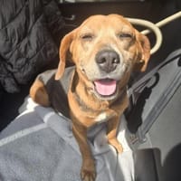 Frida - Sonnenschein, Hündin zur Adoption