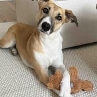 Aktive und sportliche Ellie, Hündin zur Adoption