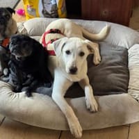 Eigene Familie für Chimera gesucht, Hündin zur Adoption