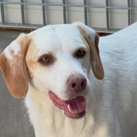 Giannini sucht ein Zuhause, Hund zur Adoption