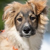 ILYUSHA sucht seine Menschen, Hund zur Adoption