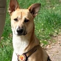 Quax - Bereit für Abenteuer?, Hund zur Adoption