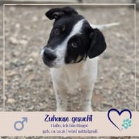 Bingo sucht warmes Körbchen und Liebe, Hund zur Adoption