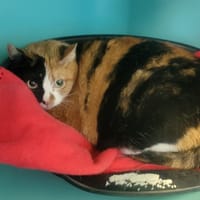Octavia, chatte à adopter