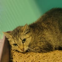 Isis, chatte à adopter