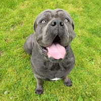 VASKO QCN, chien à adopter
