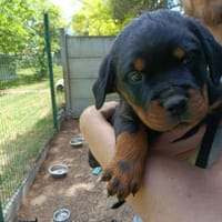 Janis, chienne à adopter