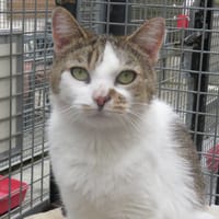 JAZZY, chatte à adopter