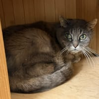 Maléfique Cab5427, chatte à adopter