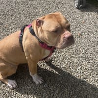 HANNA, chienne à adopter
