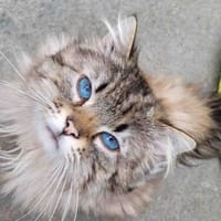 Dakota, chat à adopter