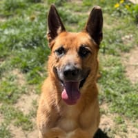 Malfrat CAA15255, chien à adopter
