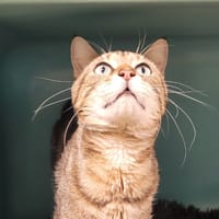 MATCHA (réservé) A17382, chat à adopter