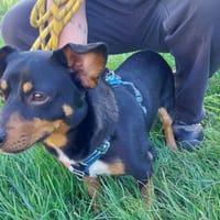 HADESS VAA, chien à adopter