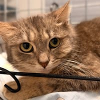SIROCCO, chatte à adopter