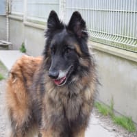 TUWAN, chien à adopter