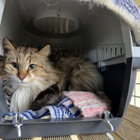 BOB, chat à adopter