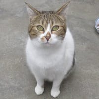 LUNE, chatte à adopter